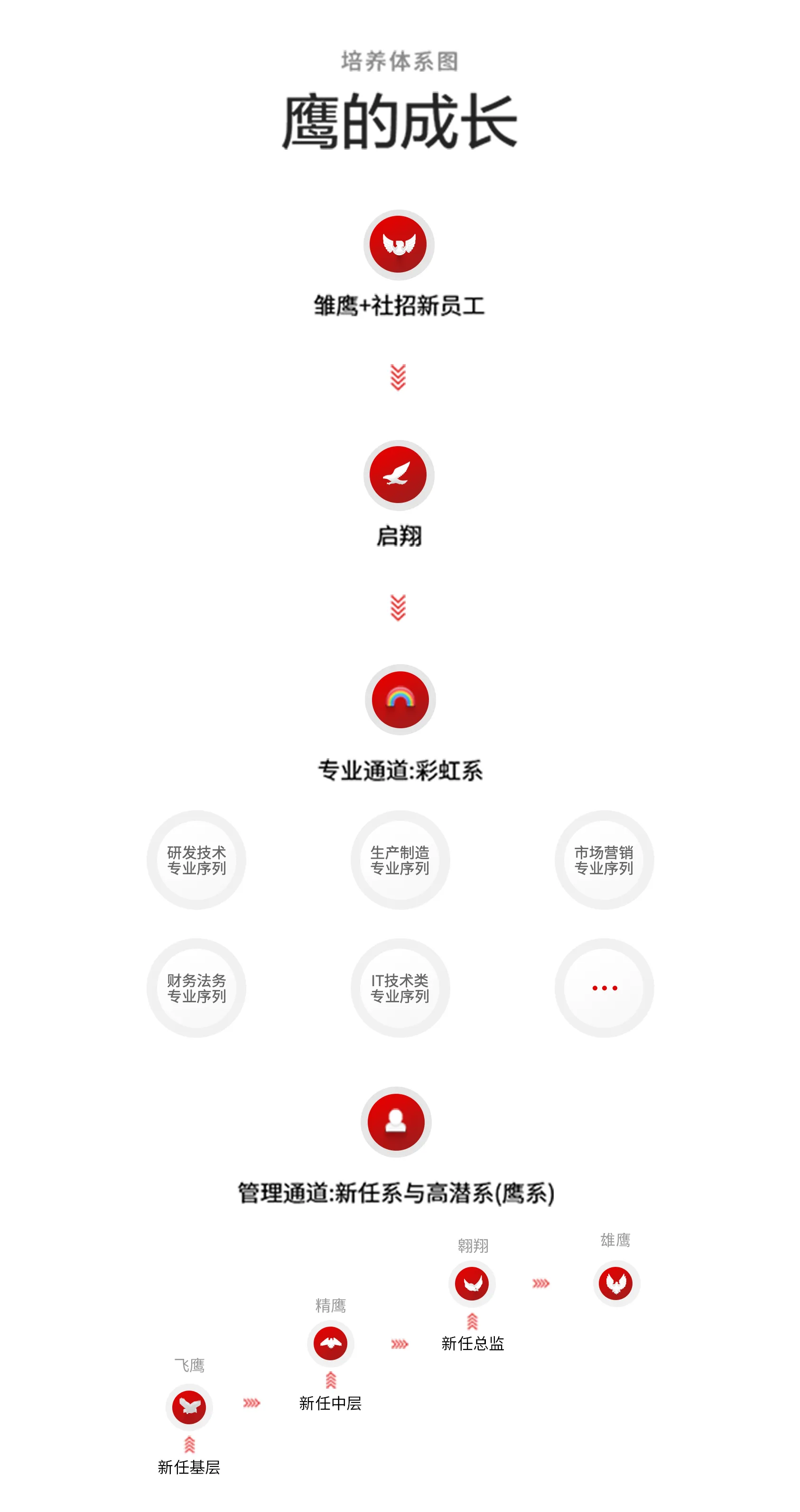 TCL 鷹系人才培養體系